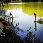 Saturday evening #beagle #park #lake #swan #hunter #summer #beaglefather #beagledad